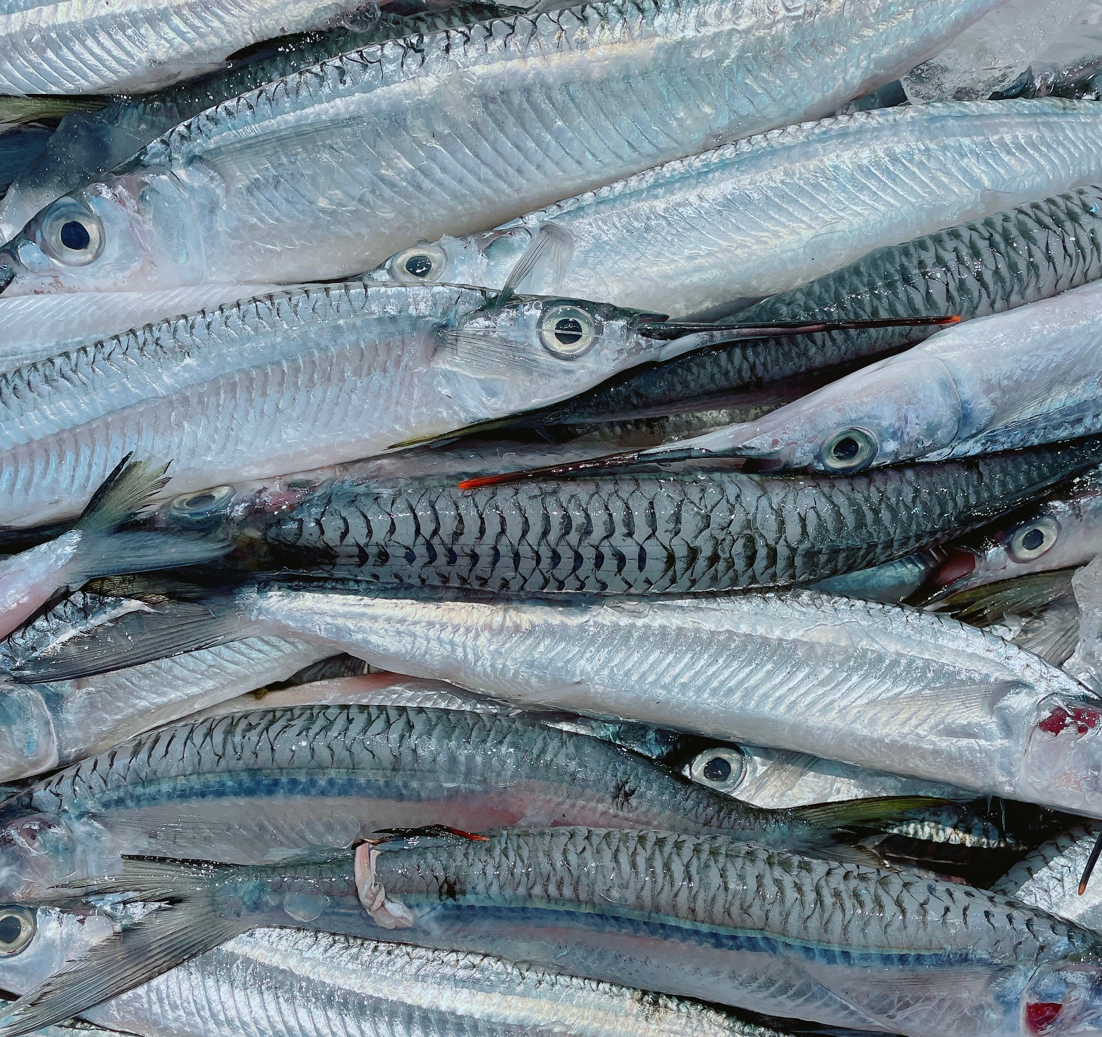 GARFISH (MIN 500G) - Claudio's Seafoods, Sydney Fish Markets