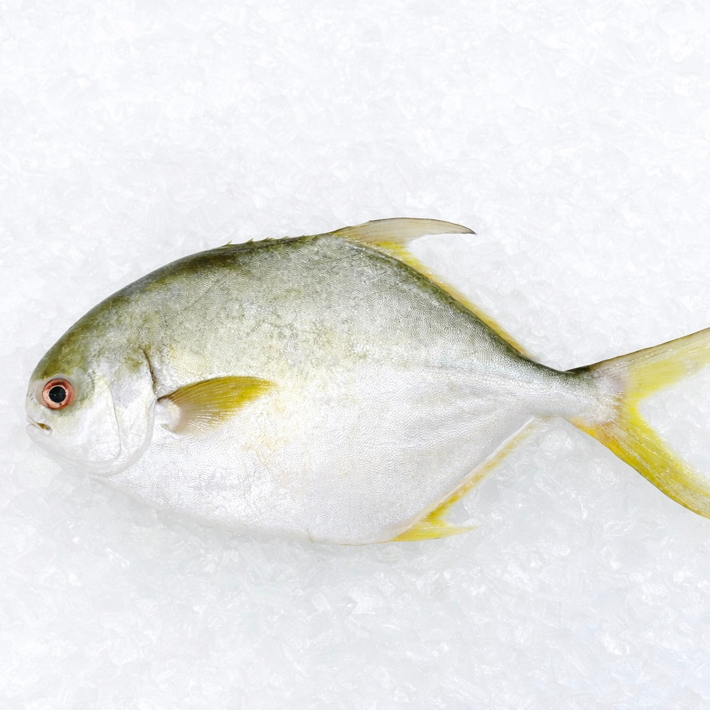 GOLDEN POMFRET 800G - 1KG (1 FISH) - Claudio's Seafoods, Sydney Fish Markets