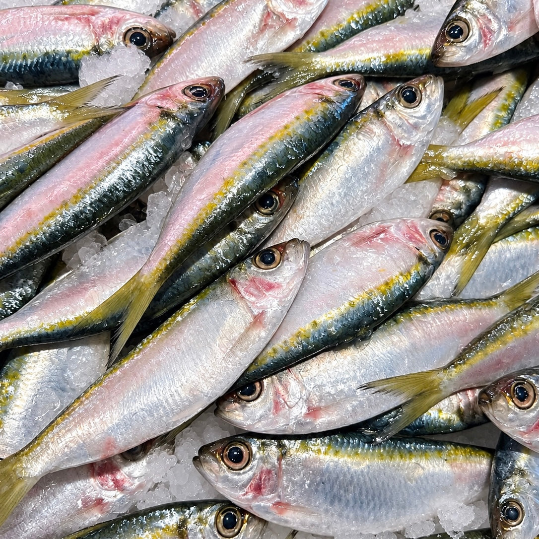 AUSTRALIAN HERRING (MIN 500G) - Claudio's Seafoods, Sydney Fish Markets