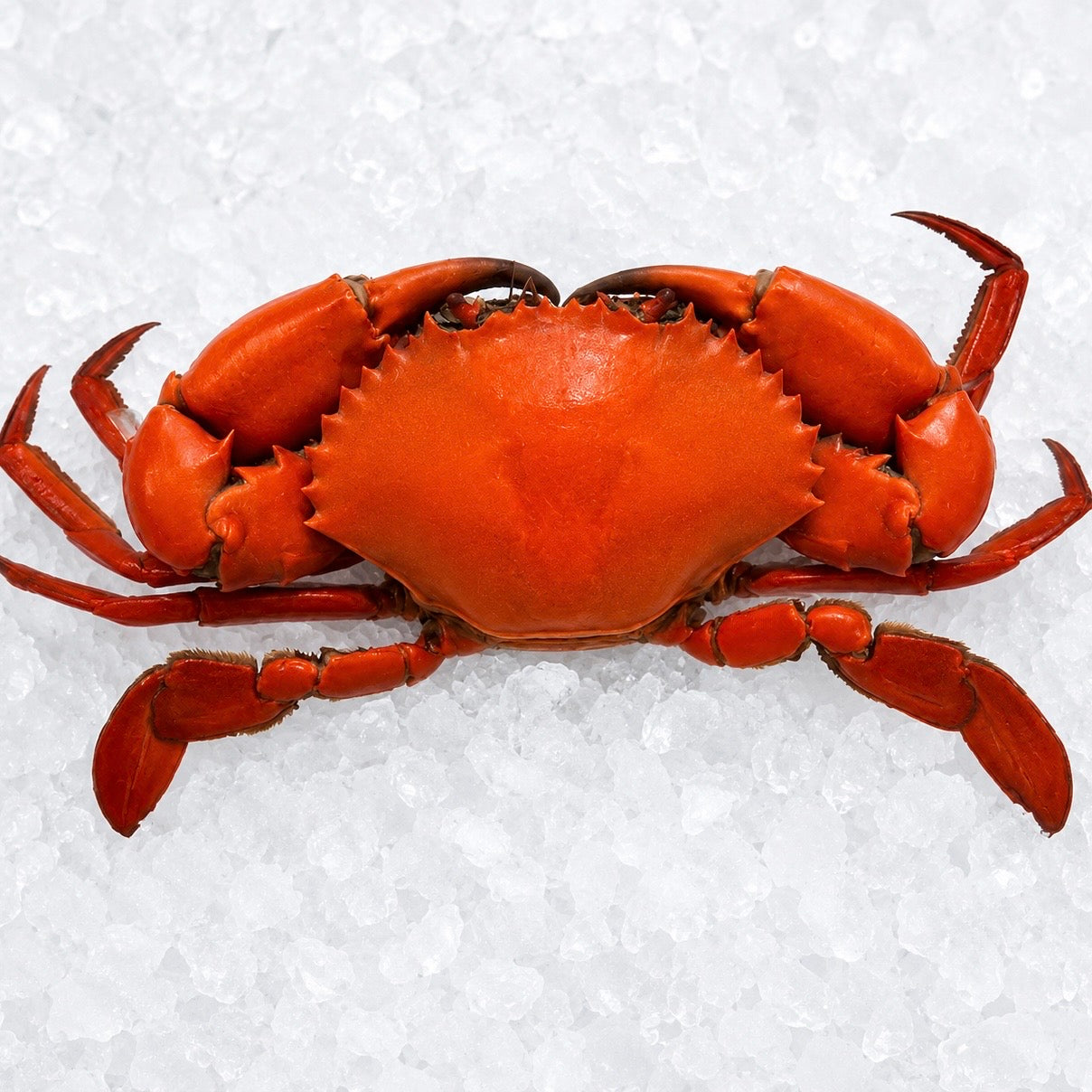 COOKED MALE MUD CRABS 1KG - 1.2KG (1 CRAB) - Claudio's Seafoods, Sydney Fish Markets