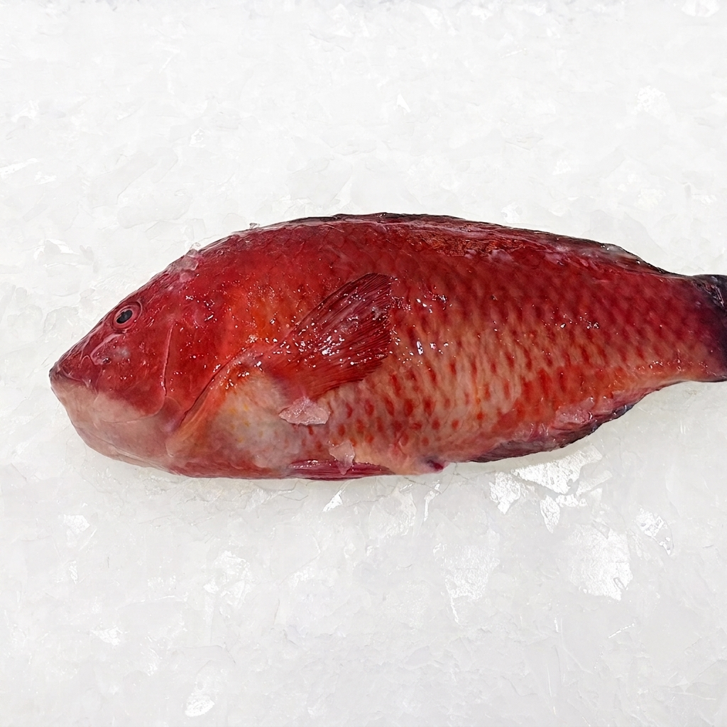 WRASSE 600G - 700G (1 FISH) - Claudio's Seafoods, Sydney Fish Markets