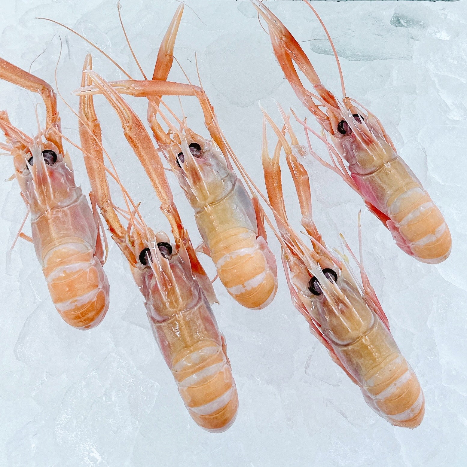 WA SCAMPI SASHIMI TRAY (2 PIECES/TRAY) - Claudio's Seafoods, Sydney Fish Markets