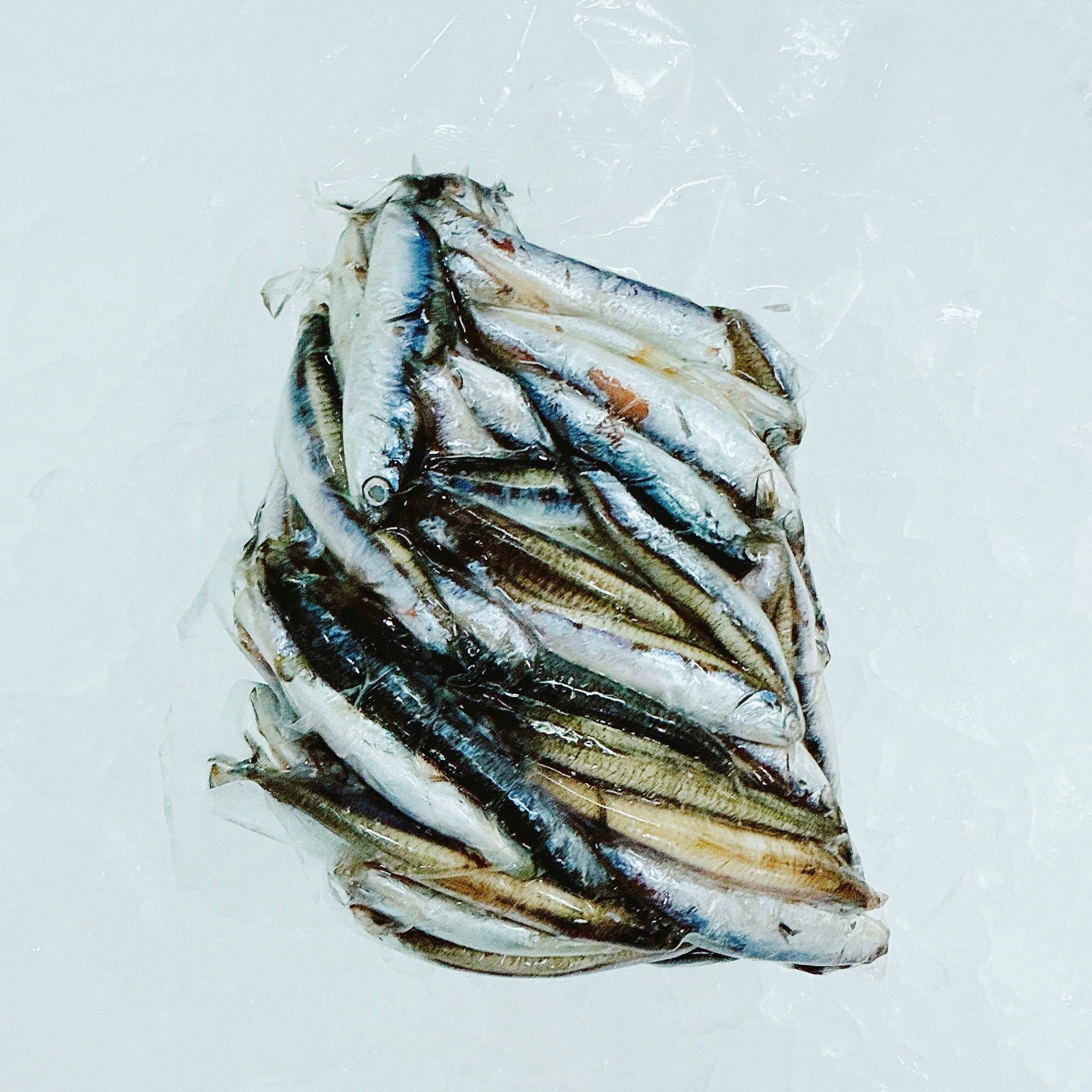 AUSTRALIAN ANCHOVIES 500G - Claudio's Seafoods, Sydney Fish Markets