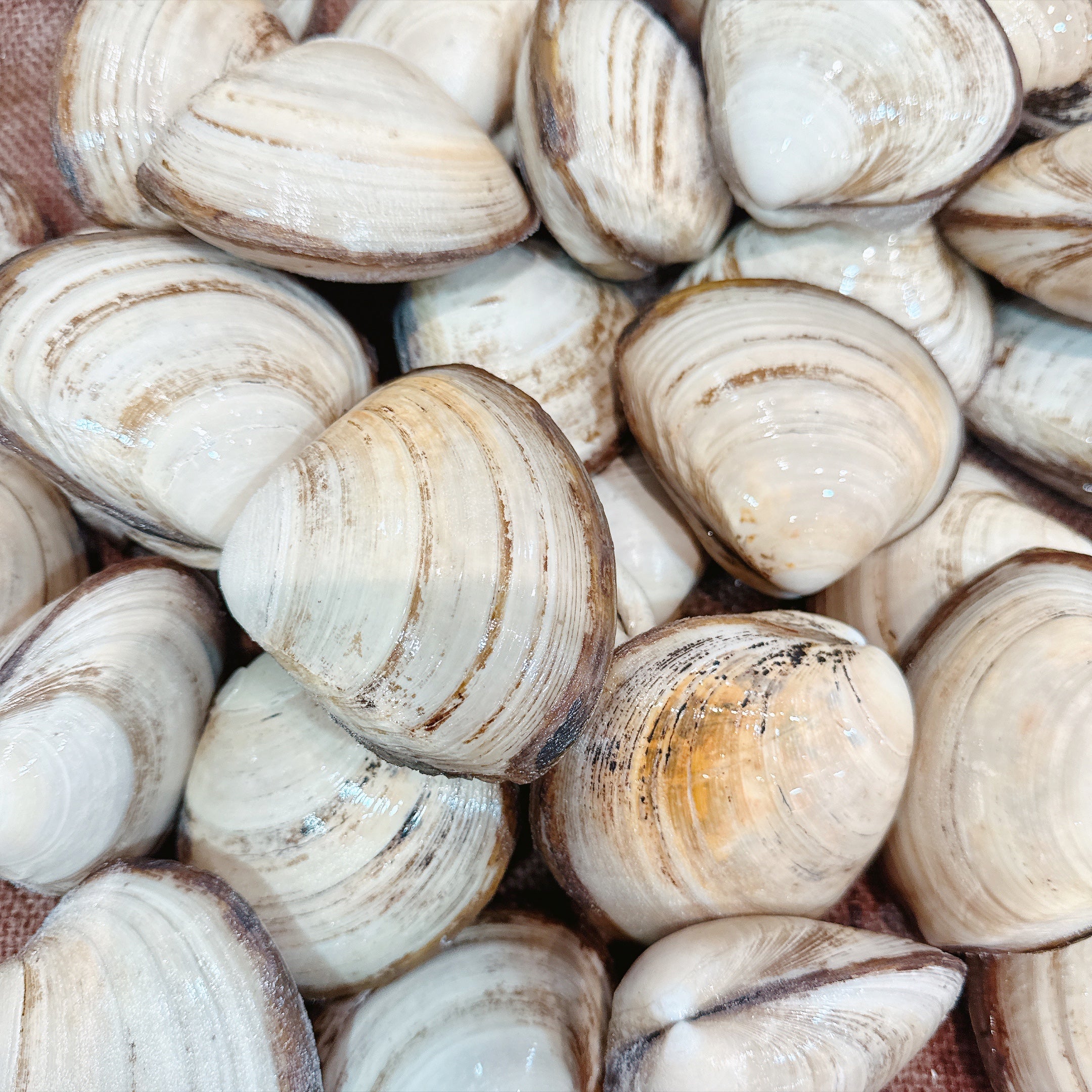 STORM BAY CLAMS LARGE - Claudio's Seafoods, Sydney Fish Markets