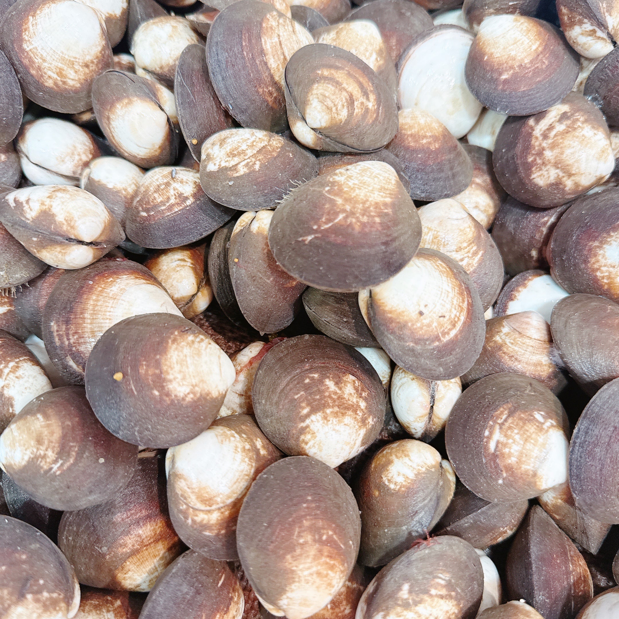 VELVET CLAMS (MIN 500G) - Claudio's Seafoods, Sydney Fish Markets