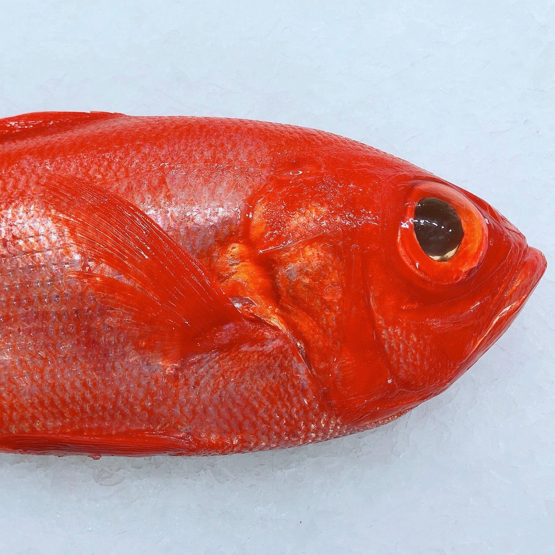 ALFONSINO 1.1KG - 1.2KG (1 FISH) - Claudio's Seafoods, Sydney Fish Markets