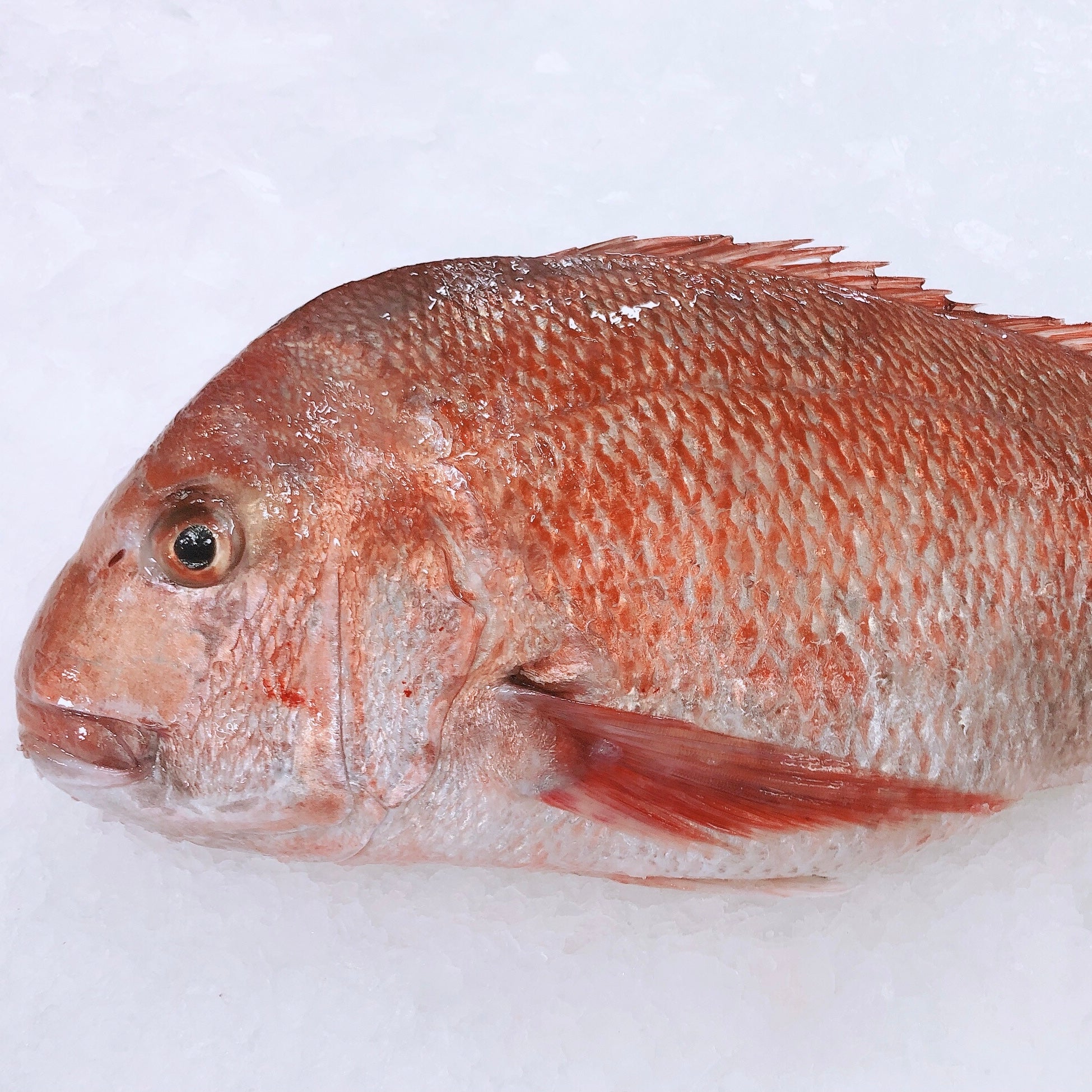 LARGE N.Z. SNAPPER 2.8KG - 3KG (1 FISH) - Claudio's Seafoods, Sydney Fish Markets