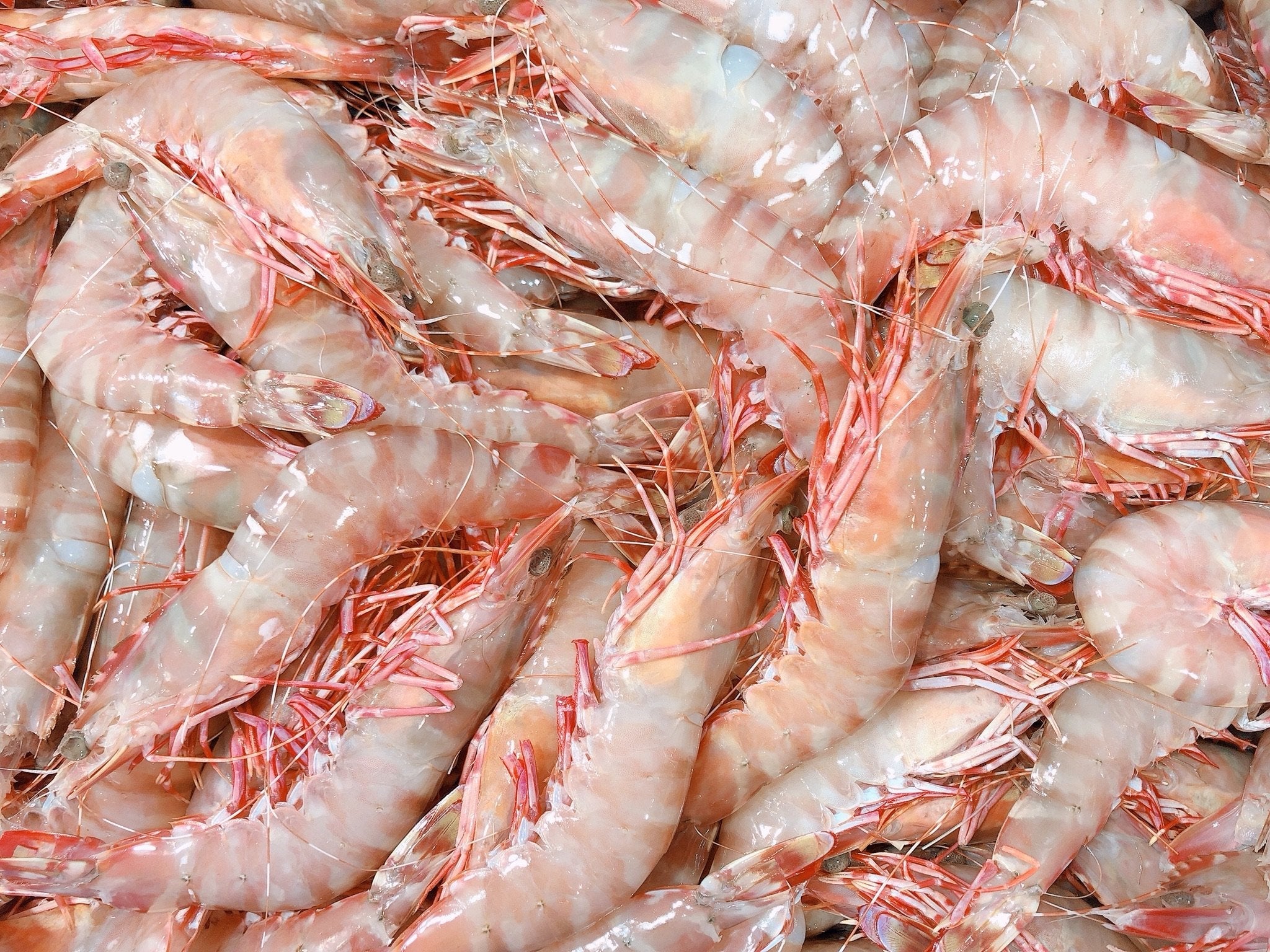 XXL GREEN AUSTRALIAN SEA TIGER PRAWNS (FROZEN U6/8) 1.5KG BOX - Claudio's Seafoods, Sydney Fish Markets
