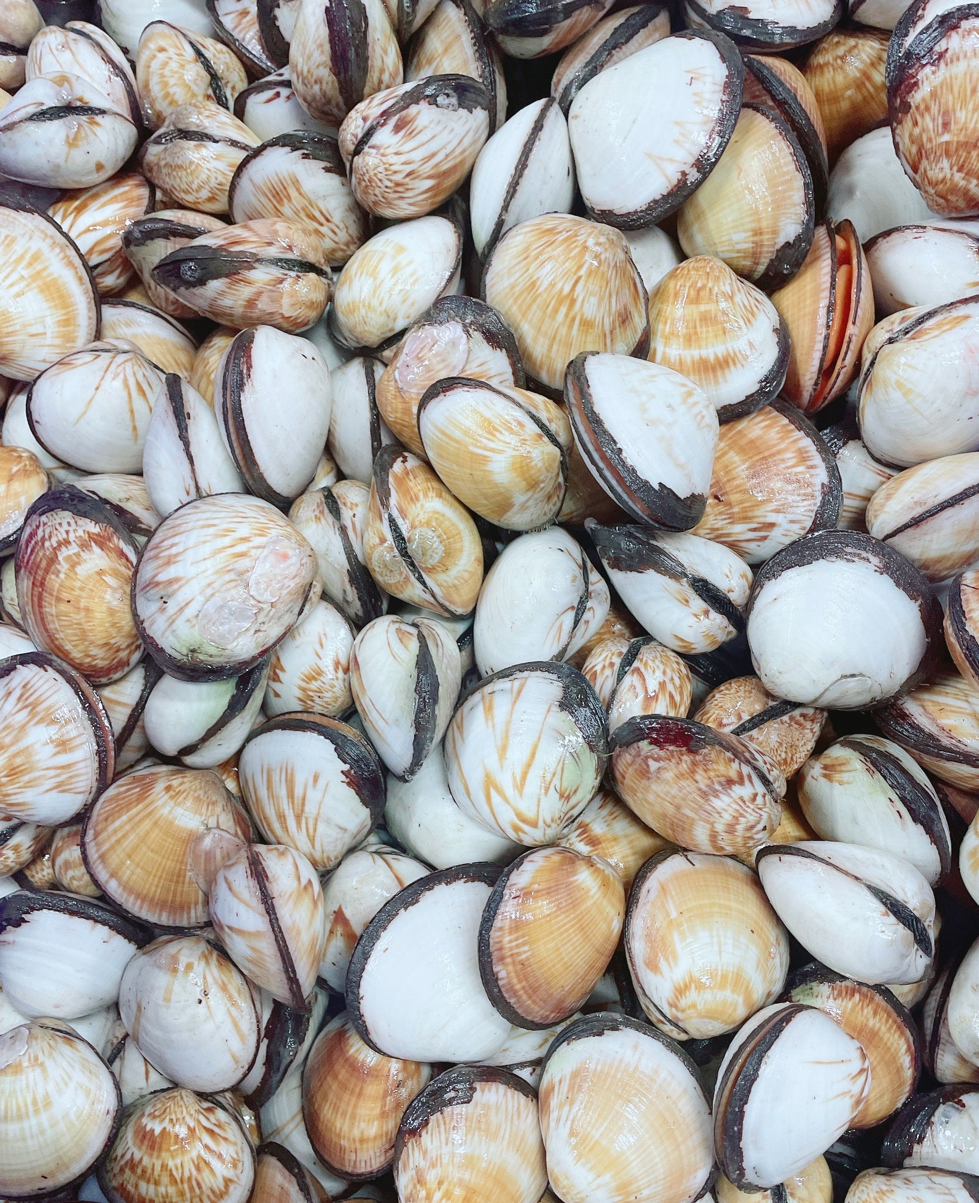 FLAME COCKLES (MIN 500G) - Claudio's Seafoods, Sydney Fish Markets