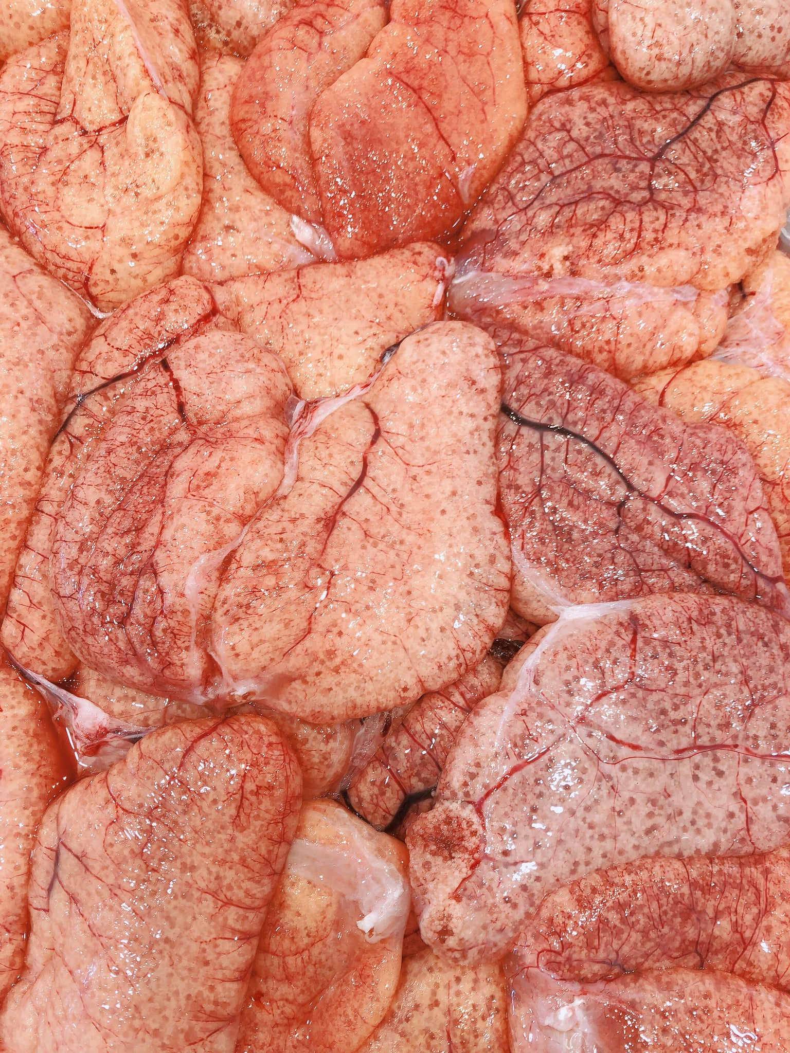 SILVER DORY FISH ROE (MIN 500G) - Claudios Seafoods, Sydney Fish Market