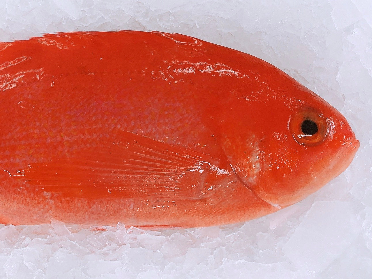 LONG FIN ORANGE PERCH 700G - 800G (1 FISH) - Claudios Seafoods, Sydney Fish Market