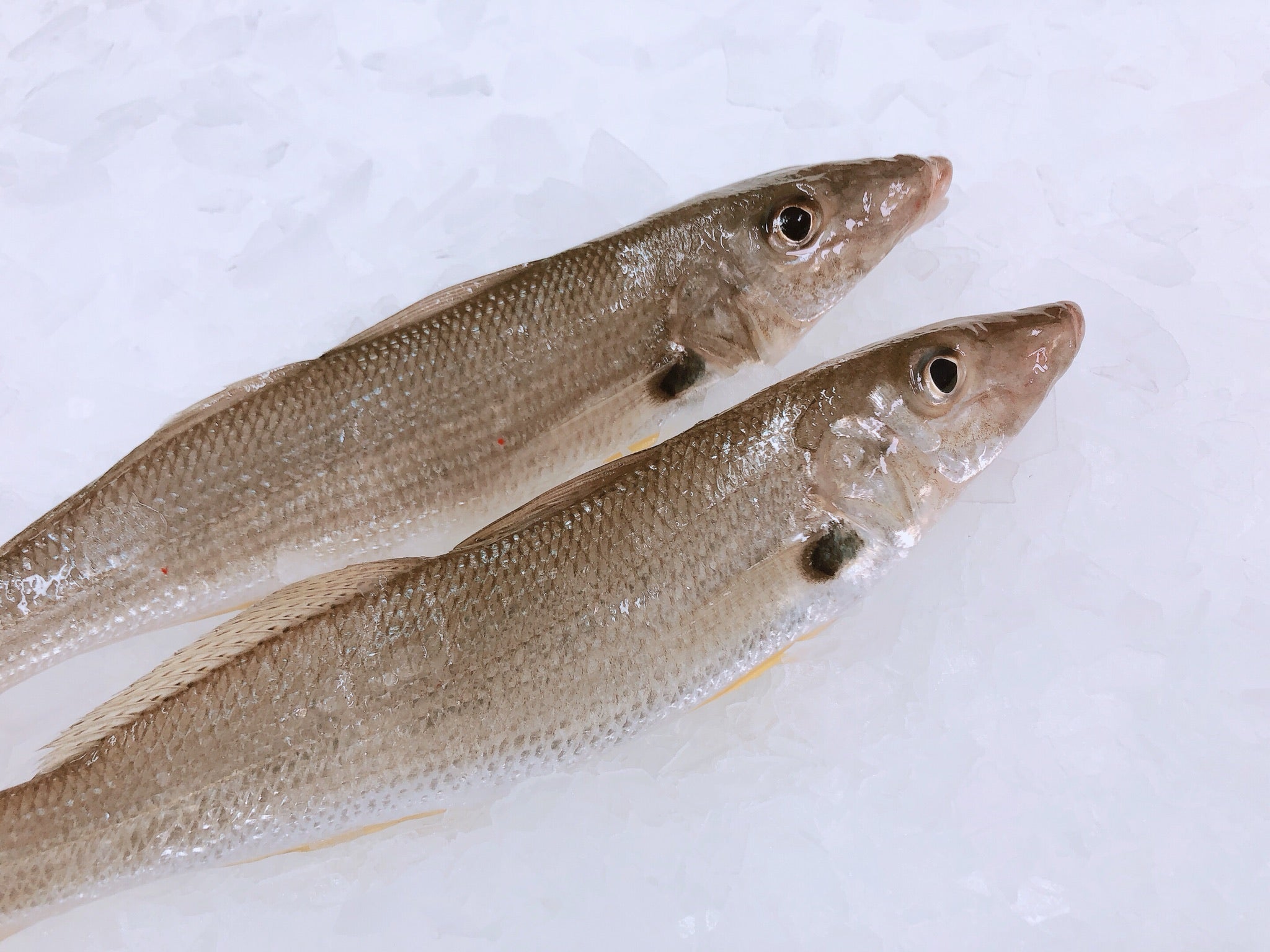 S.A. SAND WHITING (MIN 1KG) - Claudio's Seafoods, Sydney Fish Markets