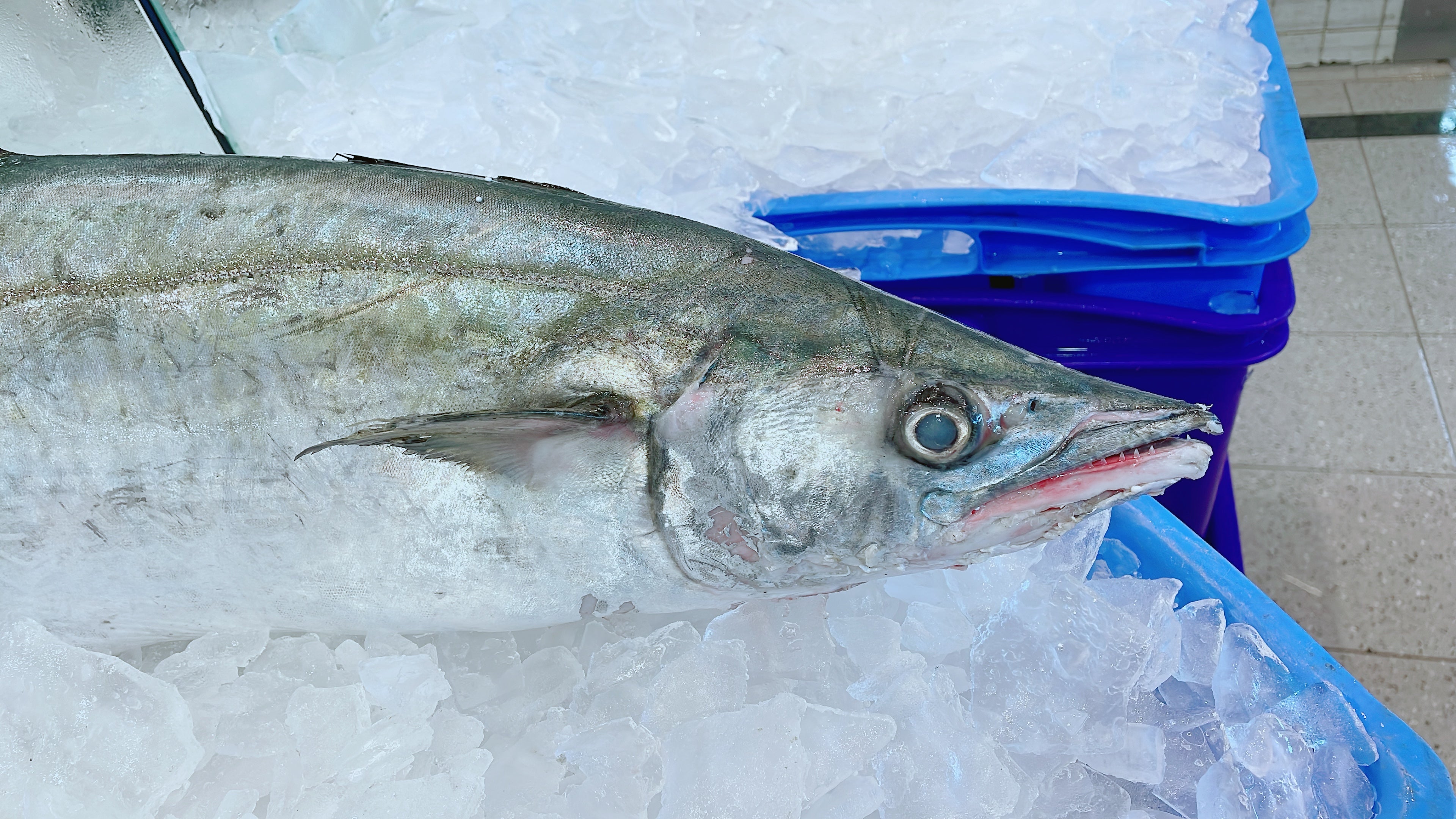 WHOLE SPANISH MACKEREL 6.3KG - 6.5KG - Claudios Seafoods, Sydney Fish Market