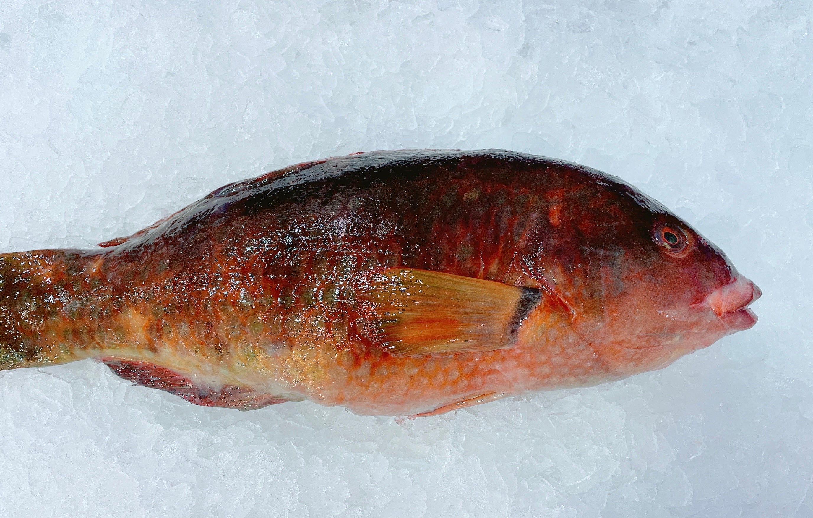 WRASSE 800G - 900G (1 FISH) - Claudios Seafoods, Sydney Fish Market
