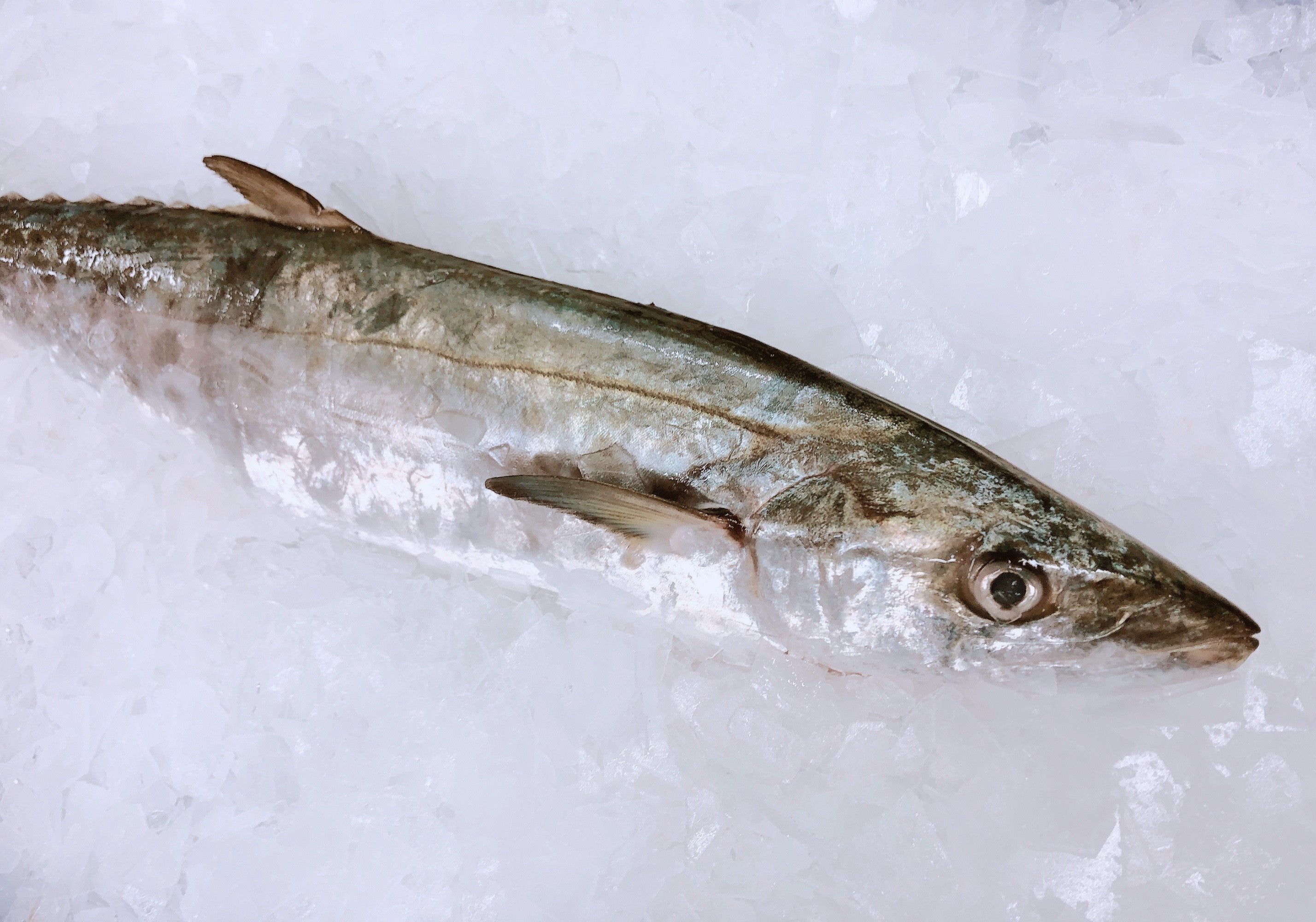 SCHOOL MACKEREL 1.3KG - 1.5KG (1 FISH) - Claudio's Seafoods, Sydney Fish Markets