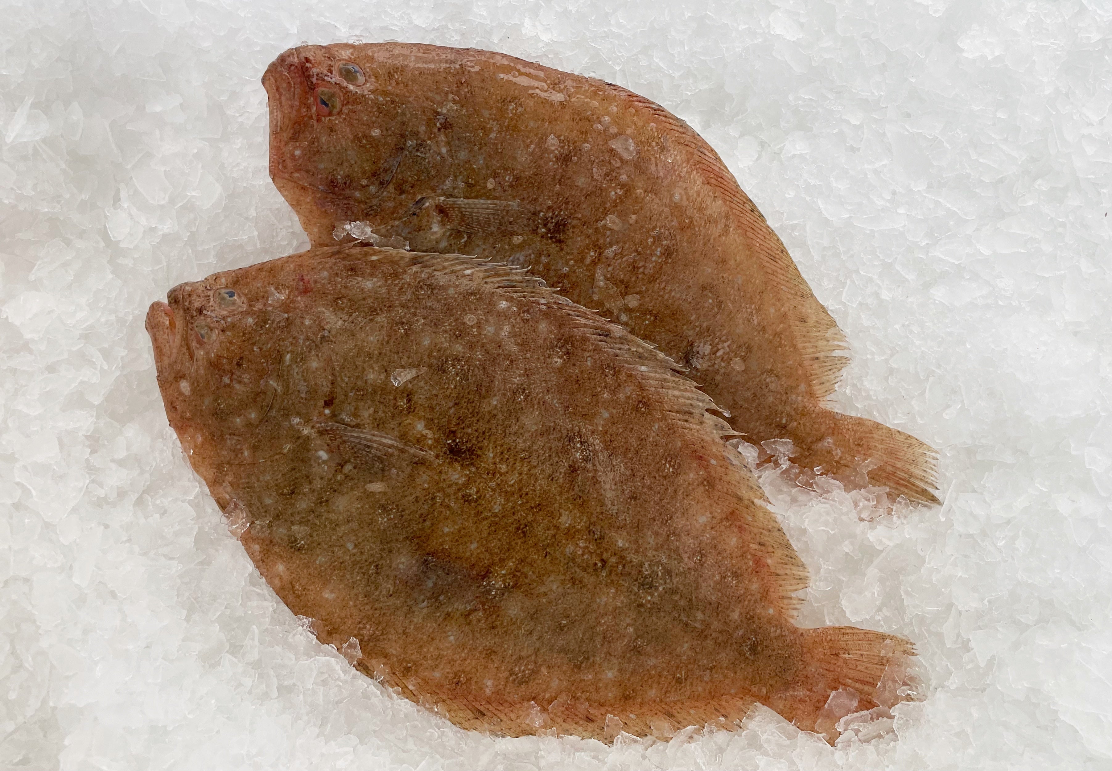 LOCAL FLOUNDER (MIN 1KG) - Claudio's Seafoods, Sydney Fish Markets