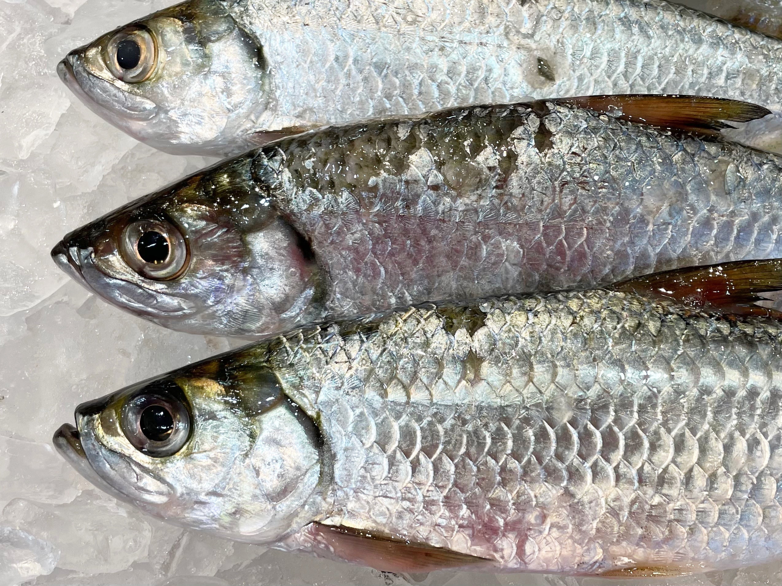 GIANT HERRING MIN 1.4KG - 1.6KG (1 FISH) - Claudio's Seafoods, Sydney Fish Markets